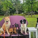 댕댕월드 이미지