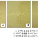 BRM 연구소