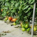 김해농장2 이미지