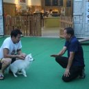 도그의 하루 이미지