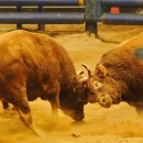 테리하우스 이미지