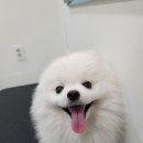 해맑은 애견미용 이미지