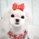 똥꼬 발랄 펫샵 이미지