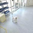 허그멍뭉이# 이미지