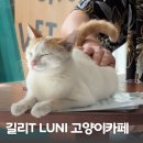길리 트라왕안 LUNI CAT CAFE 루니 고양이카페 후기