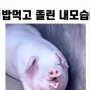 식곤증 ㅋ 이미지