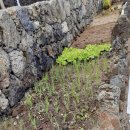 종달항해맞이집 이미지