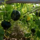 밤두둑농장 이미지