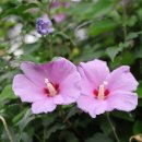 케이팝 데몬 헌터스 이미지