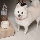 퍼펙트바이트 | 강아지사료 힐스 어덜트7+ 퍼펙트다이제스천으로 노령견 건강챙겨!