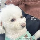 임자네,묭실