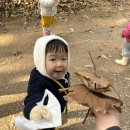 매트리스청소 업체 비치움필승스마트홈케어 후기(비용 포함) 아이비염 해결?!