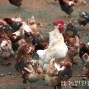 화석 양계장 농민신문