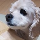 강아지실종신고, 서울시 은평구 응암동 대림시장 건너편 주택가 골목에서 사라진 강아지를 찾습니다. 이미지