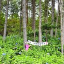 연일목장 | 가평 비 오는 날 가볼 만한 곳 수국 동산 가평 양떼 목장