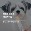 보양슈퍼 | 강아지 간식 슈퍼포우 요거트, 얼려서 주면 요아정 완성