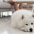 아이러브강아지 이미지