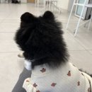 펌킨 펫하우스 서울숲 이미지