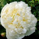 Duchesse de Nemours (더치 데 느무르) 이미지