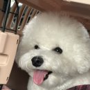 뽀송뽀송강아지미용실 이미지