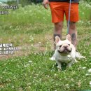 디자이너켄넬