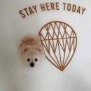 스테이히얼(stay here) 이미지