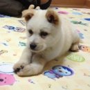 자유로 동물병원 이미지