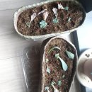 푸른숲FMC