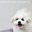인천강아지분양판도라독가정분양
