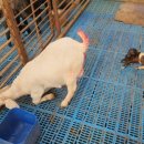 남원흑염소농장 2농장 이미지