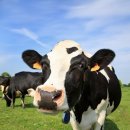 신우목장 이미지