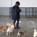 랑개 이미지