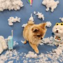 강아지 놀이터 이미지