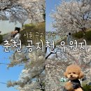 춘천 벚꽃 명소 공지천 유원지 애견 동반 후기 (feat. 주차정보, 포토존, 라모스버거)