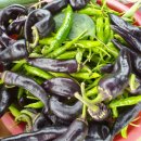 광성농장 이미지