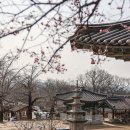공주 벚꽃 명소 매화 예쁘게 핀 봄 가볼만한곳 공주 신원사