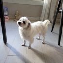 서구애견센타 이미지