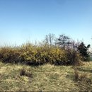 매화숲유치원 이미지