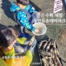 수연 약수터 | 생애 첫 연근 수확 체험/용인농촌테마파크/호수샤브칼국수