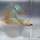 살랑더테일 이미지