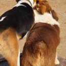 알로하도그 이미지