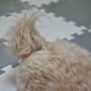 베베시오 | 강아지 보습 미스트로 건조한 피부, 털 관리해주기 <베베시오 모이스처라이징 미스트>