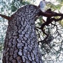 솔향기길 주차장 이미지