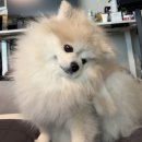 김해동물약국 | 강아지 말라세지아 외이도염 귓병 치료연고 오리더밀 홈케어 완치 후기