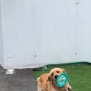 이아뷰 A 이미지