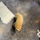 하남 미사 직장인 성인 취미 댄스학원 추천, YT댄스학원