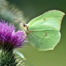 푸른나무 이미지