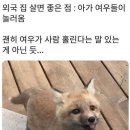 외국 집 살면 좋은점 : 아가 여우들이 놀러옴 이미지