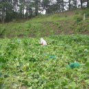 효산농장 이미지