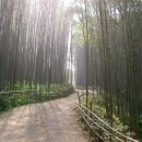 열다섯번째 정모5- 담양 대나무 테마공원 이미지